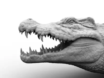 crocodile  3D model
