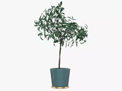 Pot Plant 25 3D model