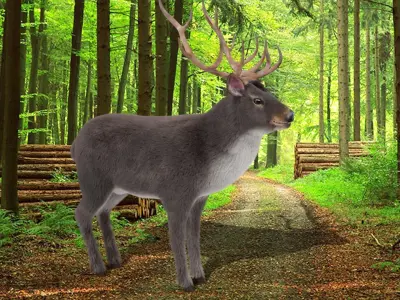 Fur Gray stag Deer NO RIG Low-poly 3D model