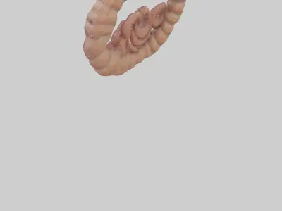 Falcon Large Intestine 3D model