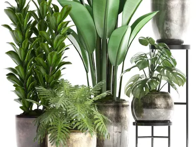 Collection Exotic plants 361 3D model