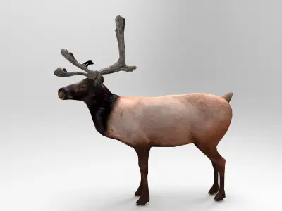 Reindeer Rigged  Low-poly 3D model purchase