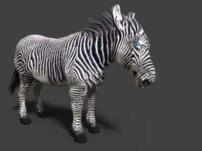 zebra 3D model