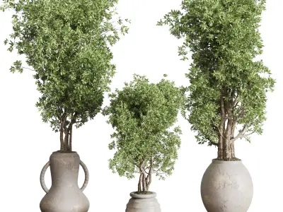 Olive tree in an old earthenware vase indoor collection 319 Low-poly 3D model