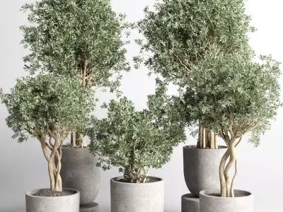 set indoor outdoor plant tree vase dirty concrete 3D model