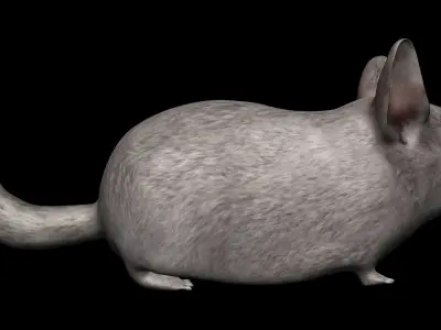 Chinchilla mouse Low-poly 3D model