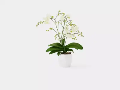 Phalaenopsis hybrid Wild White Low-poly 3D model
