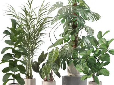 Plants collection 202 - ficus palm alocasia monstera lyrata 3D model