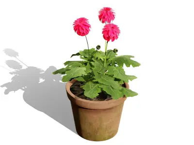 South African Glorious Patio Gerbera Low-poly 3D model