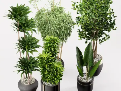 Modern Indoor Plants Set with Black Pots 3D model