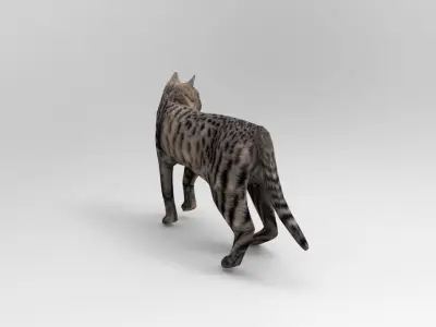 3d Cat Animated Model low poly   Low-poly 3D model