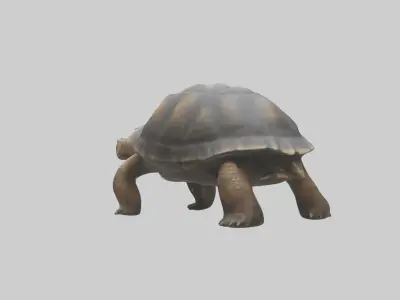 Galapagos Giant Tortoise walking model 3D model