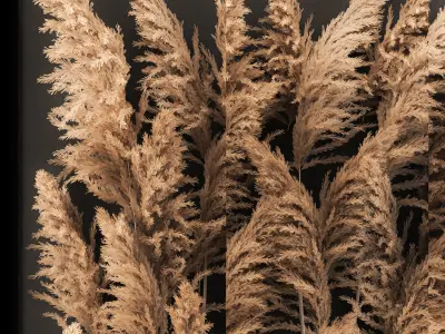 Decorating A Wall Of Dry Reeds For The Interior 258 3D model