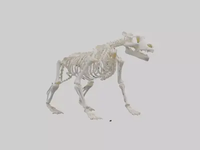 Bear Skeleton model Low-poly 3D model