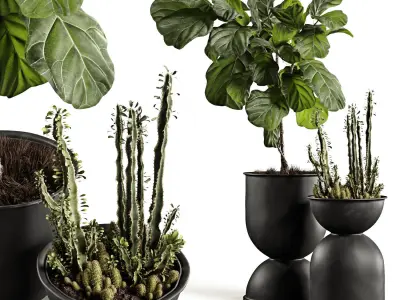 Houseplants collection