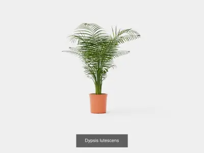 Collection of Houseplants - 6 Models