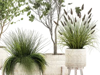 Ornamental plants in rattan baskets 1047 3D model