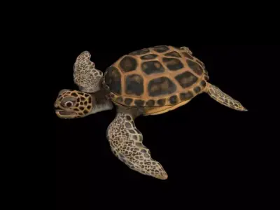 Ocean Turtle  Low-poly 3D model