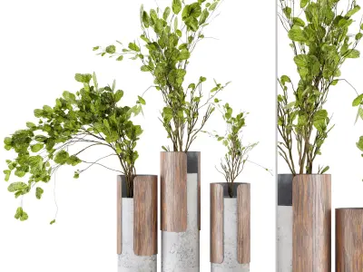 Indoor Plants in Combination of wood  concrete vase  3D model