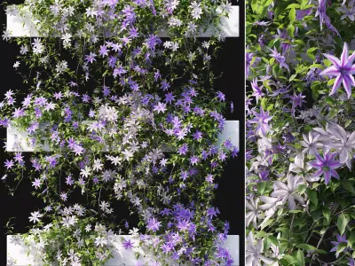 Clematis 01 3D model