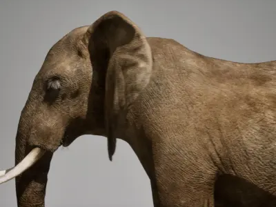 African Elephant RIG UNREAL project  Maya base rig 3D model