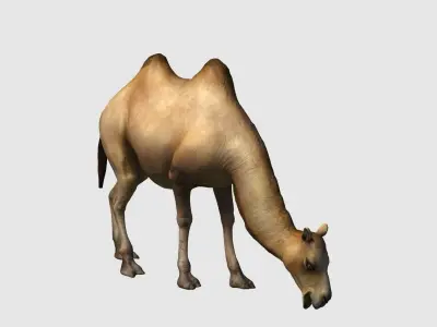 camel animation 3D model