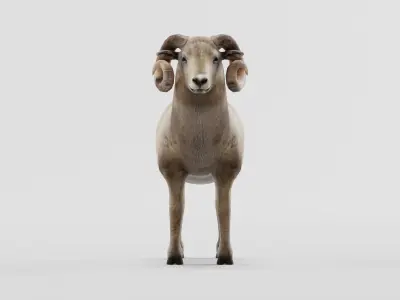 Desert Bighorn Sheep Low-poly 3D model