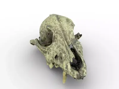Canine Skull 3D model