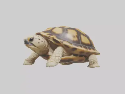 Indian Star Tortoise resting model Low-poly 3D model