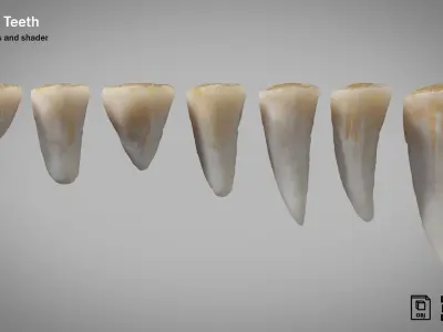 Crocodile teeth 7 pieces PBR Low-poly 3D model