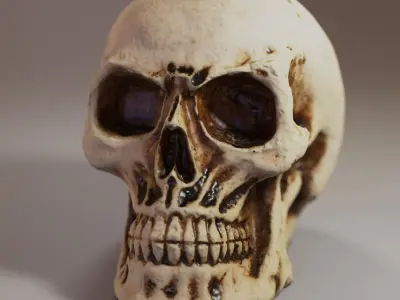 Small Decorative Skull - 3D Scan Low-poly 3D model
