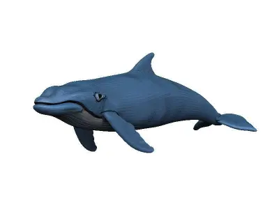 Whale Low-poly 3D model buy