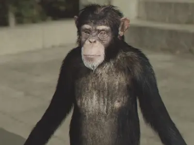 monkey chimpanzee on sidewalk 3D model