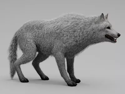 Wolf White Low-poly 3D model