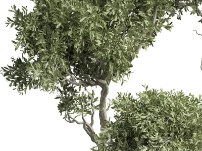 Indoor plant 02 3D model purchase
