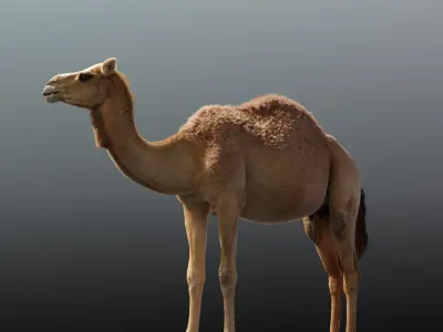 Camel Animated  3D model