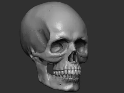 Skull Base Mesh 3D print model