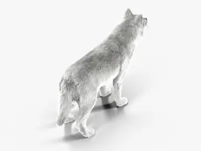 Wolf White Low-poly 3D model