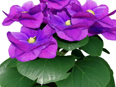 African violets and Poinsettia Plant  Low-poly 3D model