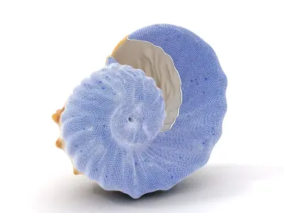 Elegant Nautilus Shell model pack Low-poly 3D model