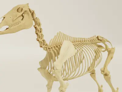 Horse Skeleton Accurate Anatomy 3D model