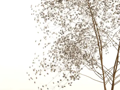 Dry Flowers 002 3D model