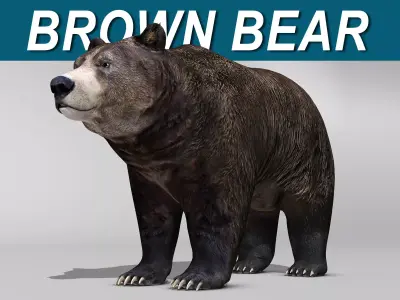 Brown Bear 3D model