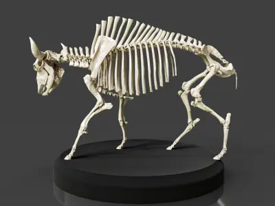 Realistic Bison Skeleton 3D model