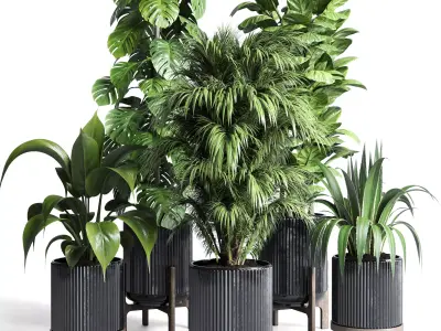 Collection indoor plant ficus lyrata monstera palm concrete dirt 3D model