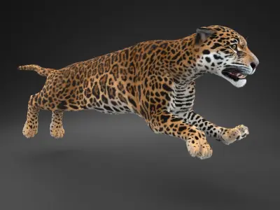 Panthera Onca - American Jaguar 3D model