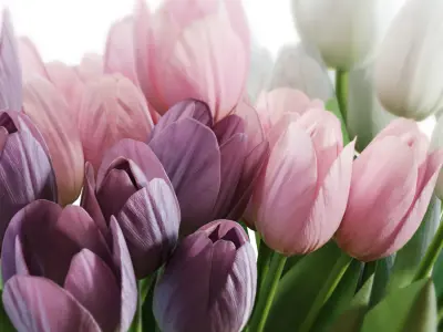 Flower Set 25 - White and Purple Tulips Bouquet 3D model