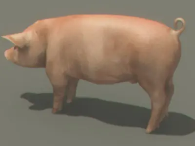Farm Pig 3D model