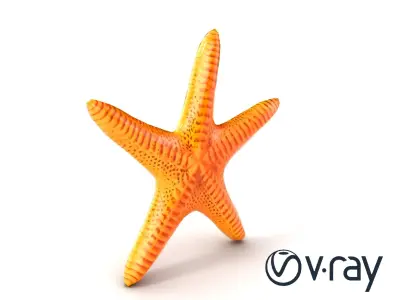 Starfish Texture Detailed Natural model pack Low-poly 3D model