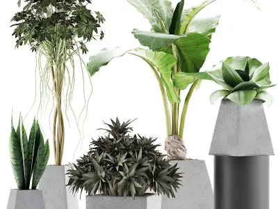 Plants Collection 42 3D model